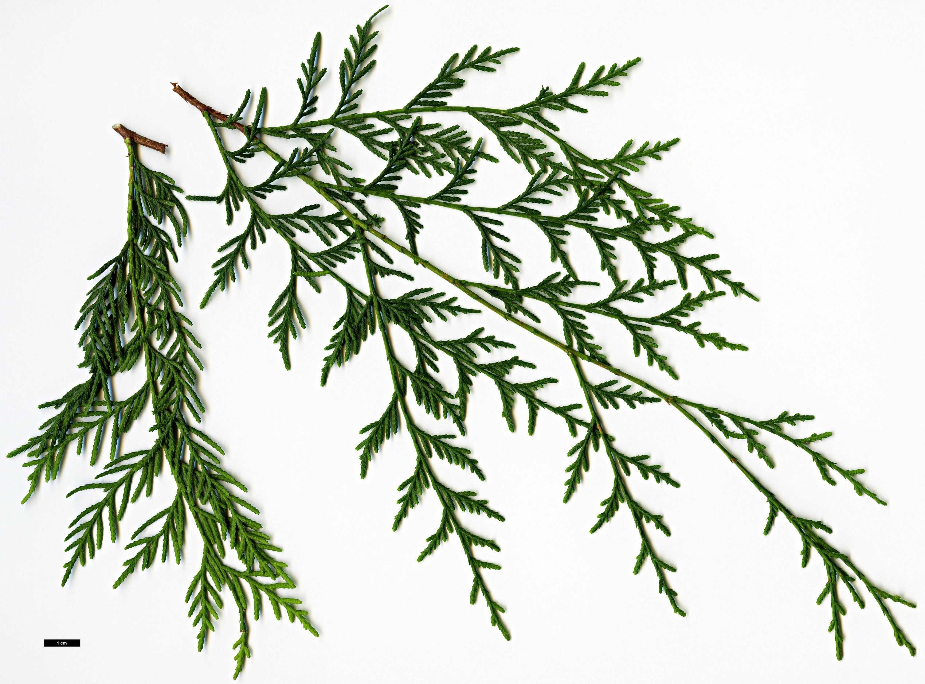 High resolution image: Family: Cupressaceae - Genus: Cupressus - Taxon: chengiana - SpeciesSub: var. jiangensis